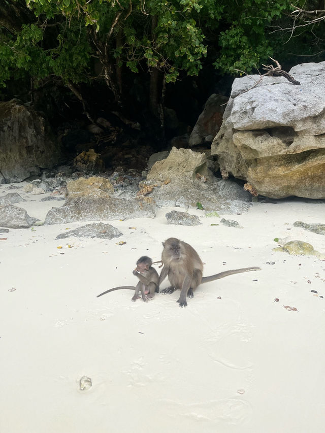 푸켓 여행 중 하루만 낸다면, 무조건 피피섬🏝️