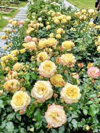 A Local Stroll Through Kitahama – Pancakes, Roses & Riverside Calm