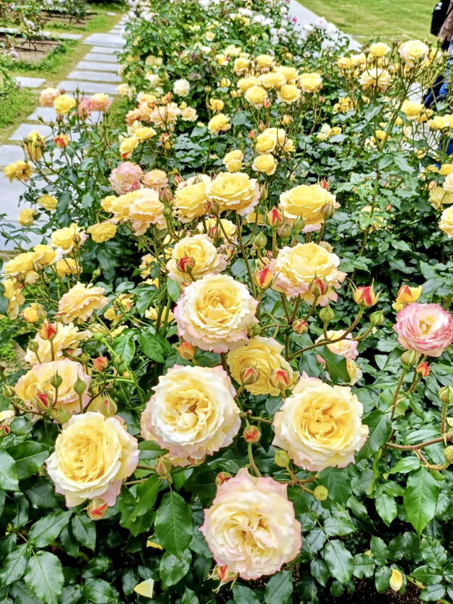 A Local Stroll Through Kitahama – Pancakes, Roses & Riverside Calm