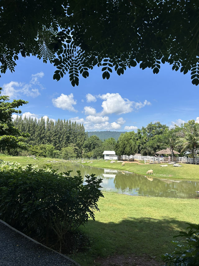 คาเฟ่ดือออมาก