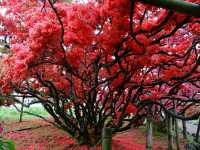 Tsutsujigaoka Park – Tokyo’s Springtime Bloom Spot