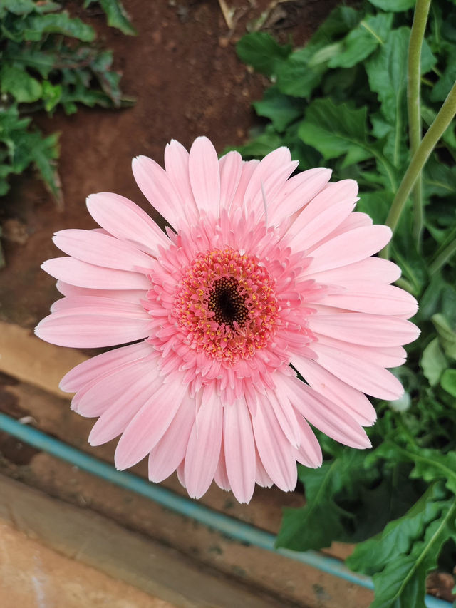 YG Cactus Farm Paksong