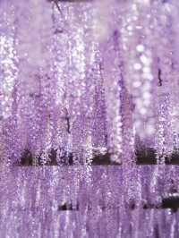 【行く前にこれ見て】古社の境内に垂れ下がる神秘的な紫のカーテン💜✨※観光攻略情報付き