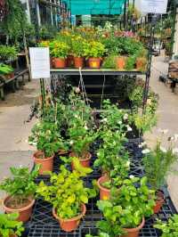 Visit Far East Flora to satiate your Spring fever!