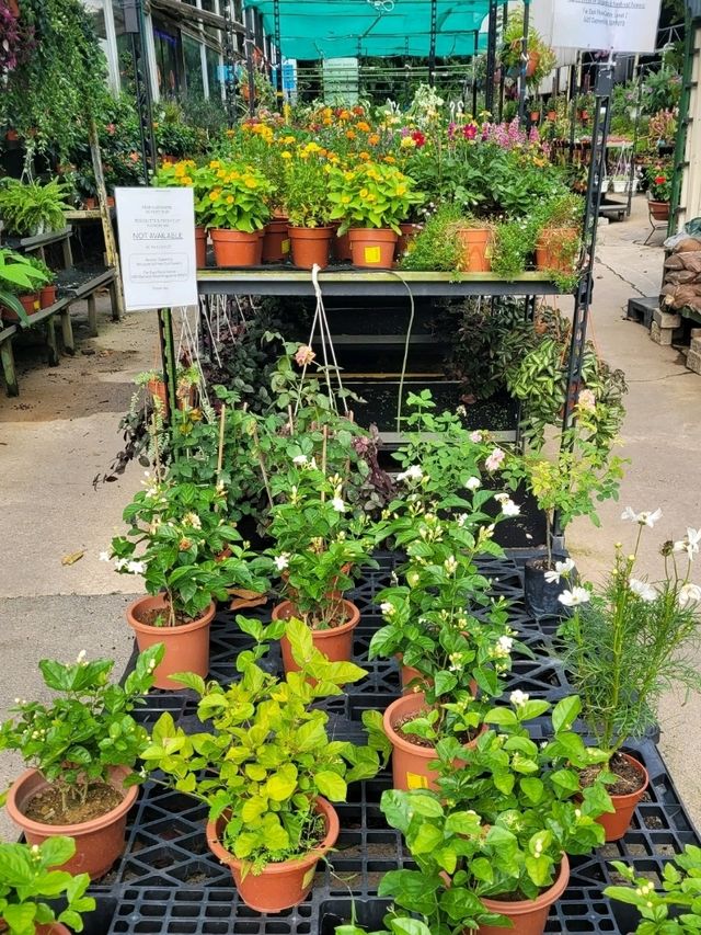 Visit Far East Flora to satiate your Spring fever!