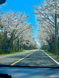 April Scenery in Jeju Island