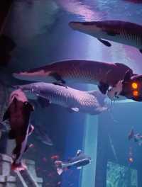 Sea Shell Aquarium Phu Quoc