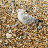 Brighton Beach & Pier, East Sussex