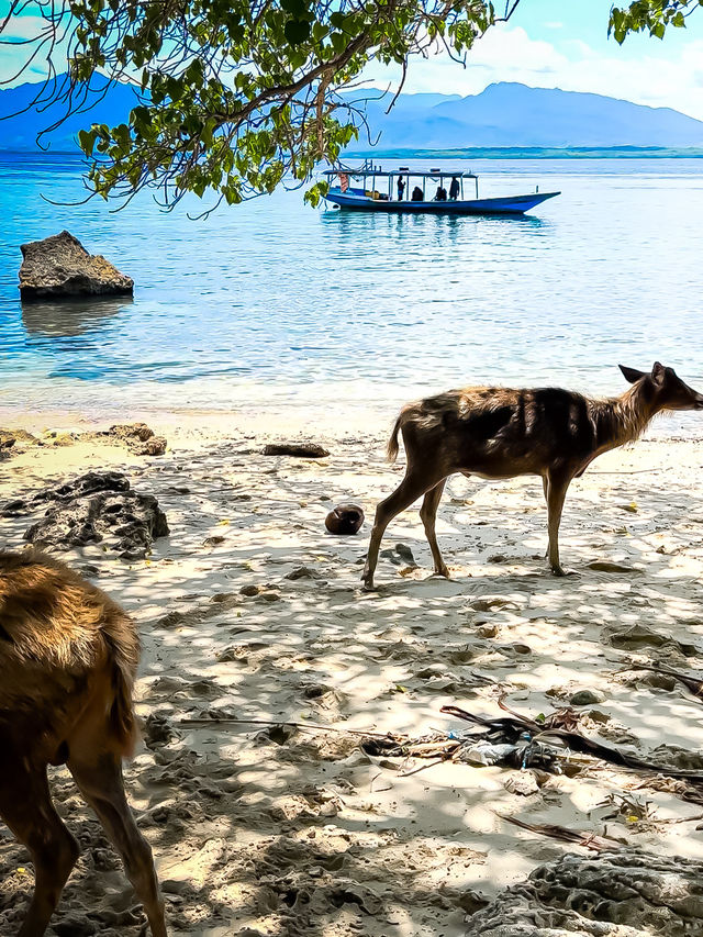 🇮🇩 야생사슴과 함께 도시락 먹을 수 있는 곳, 발리 멘장안🦌