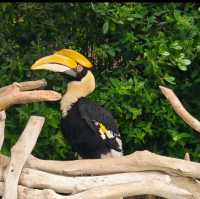 【中国/上海/上海野生動物園】希少な野生動物を見に行こう！