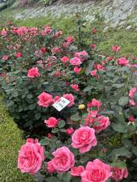 首爾玫瑰花季🌹中浪川玫瑰花公園