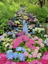 奈良 ❤︎圧巻の 「嵐の坂」💜🩵🩷もりもりの紫陽花♡ 