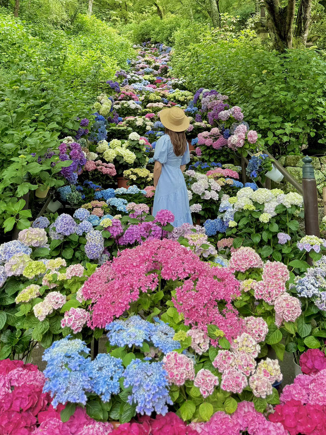 奈良 ❤︎圧巻の 「嵐の坂」💜🩵🩷もりもりの紫陽花♡ 