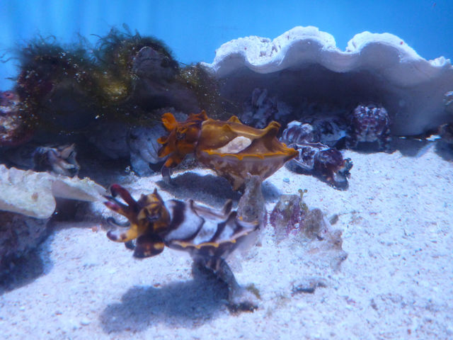 世界の美ら海水族館🐬🐋🏝️
