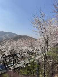 🌸 봄을 걷다, 화담숲 여행기 