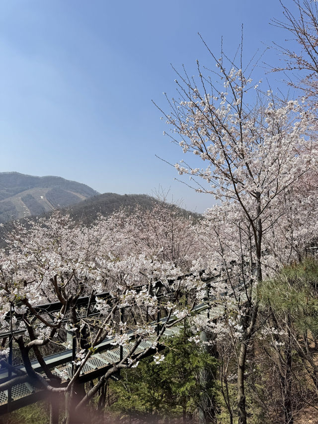 🌸 봄을 걷다, 화담숲 여행기 