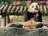 性價比超高的動物園