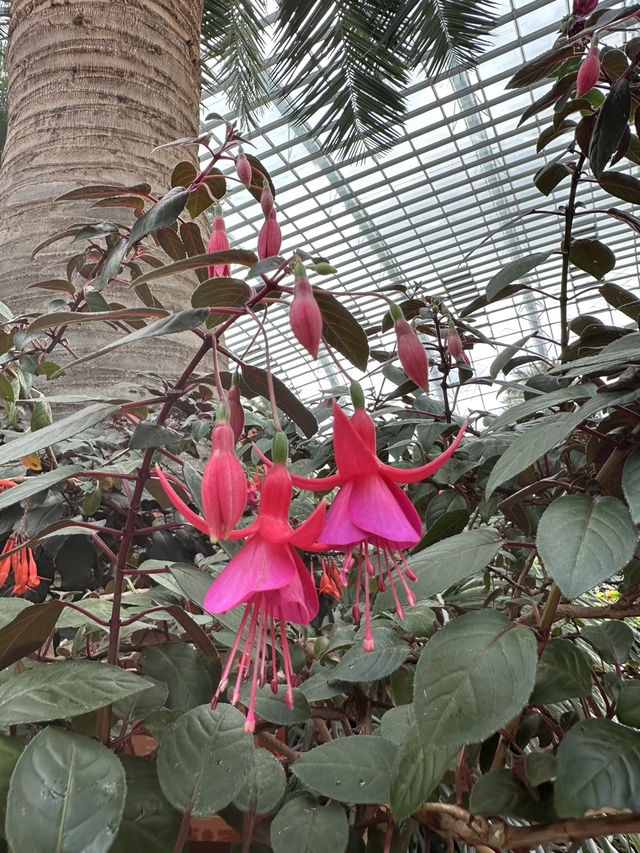 Flower Dome - Garden by the bay