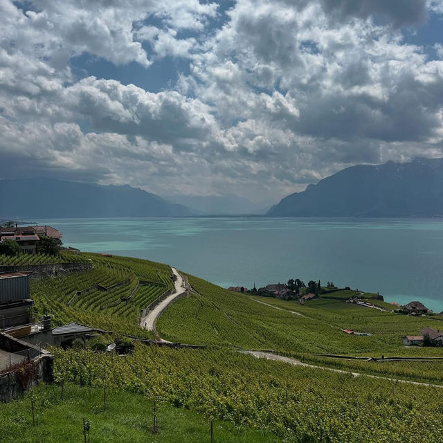 Lavaux Vineyards in Summer: A Sun-Drenched Paradise of Wine & Wanderlust
