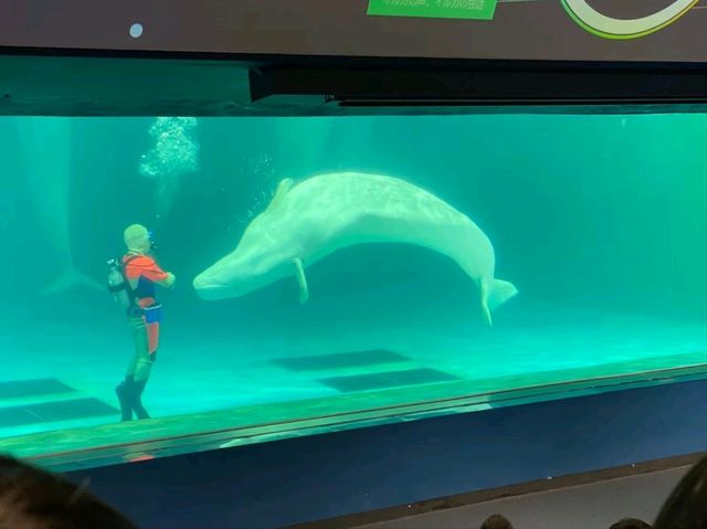 【千葉】鴨川シーワールド