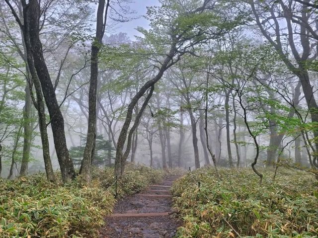 Baekrokdam at Hallasan Was Straight-Up Magical 