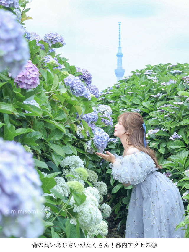 【江東区あじさいスポット】話題沸騰中！紫陽花とスカイツリーを撮れる新名所！