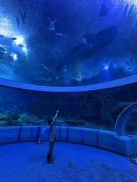 Dive into Fun at Chimelong Zhuhai! 🐠🎢🎉