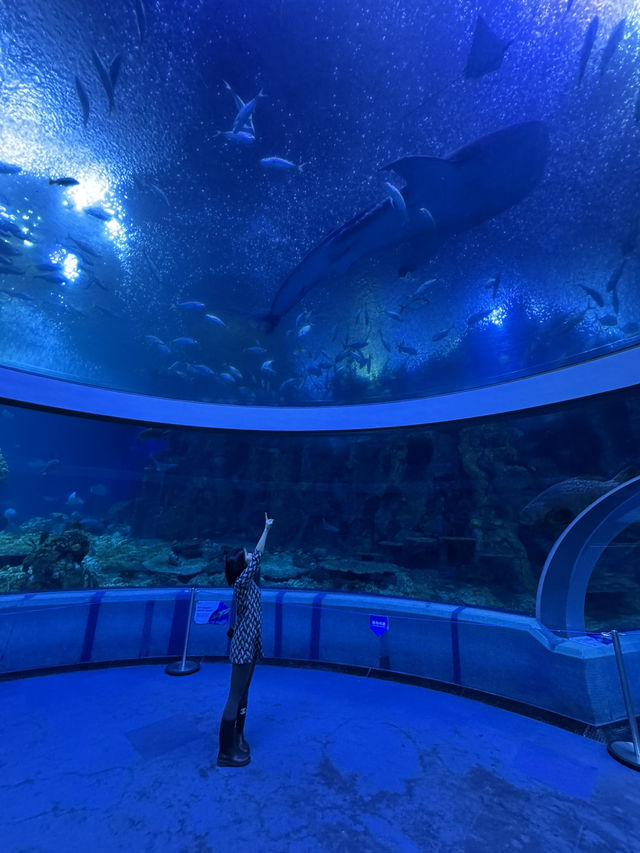 Dive into Fun at Chimelong Zhuhai! 🐠🎢🎉