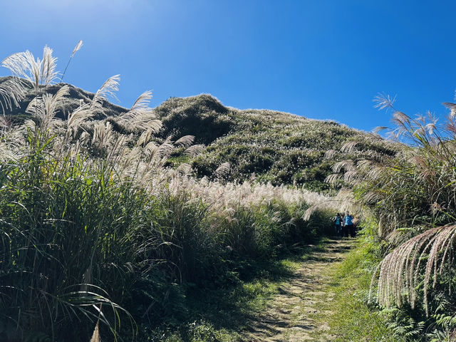 秋芒。金包里大道（魚路古道）