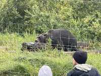 阿拉斯加野生動物保護與雪地風光