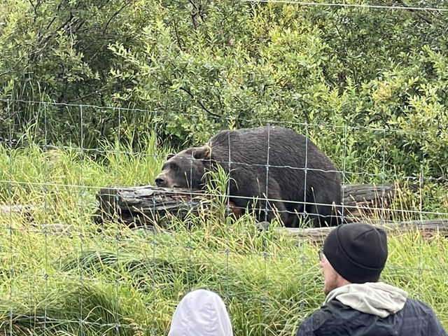 阿拉斯加野生動物保護與雪地風光