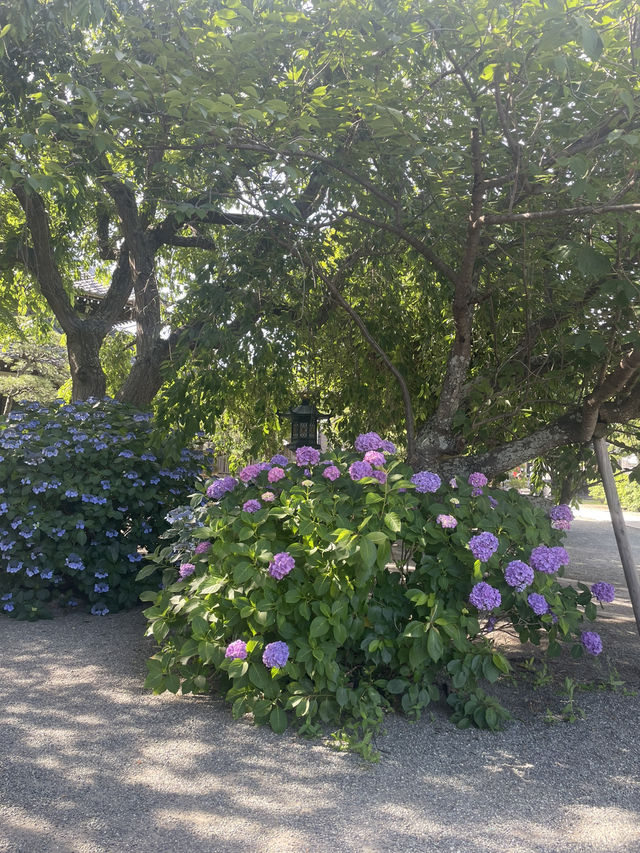 【神奈川県/鎌倉　紫陽花がキレイに咲いている穴場スポット】