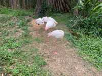 新竹市立動物園：與動物們的悠閒漫步