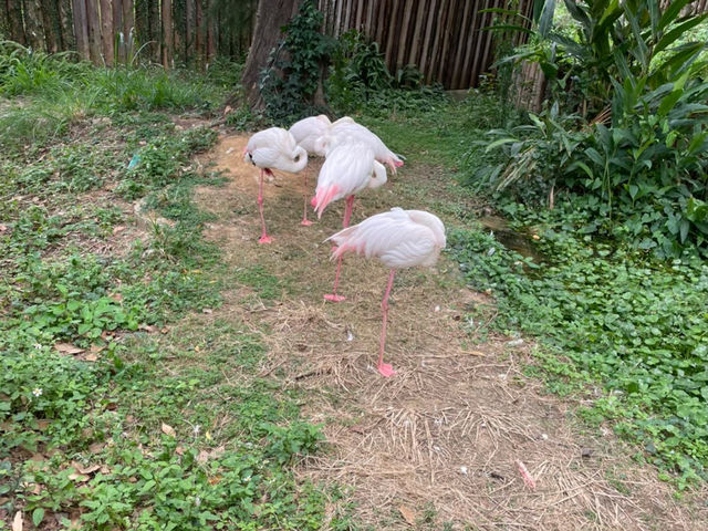 新竹市立動物園：與動物們的悠閒漫步