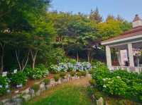 What a nice season to visit Jangsaengpo Hydrangea Festival