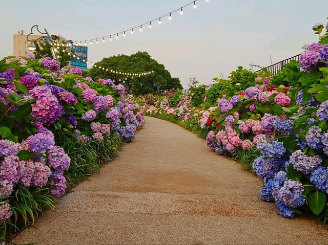 As sunset approaches, the hydrangeas blossomed in glarrung colors