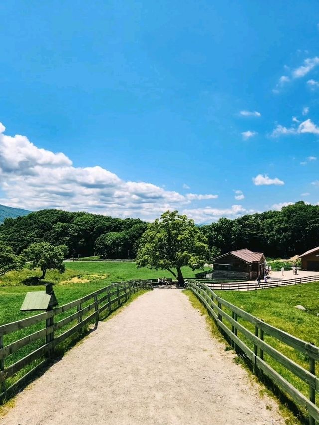 Chill Out With Sheep at Daegwallyeong Sheep Ranch