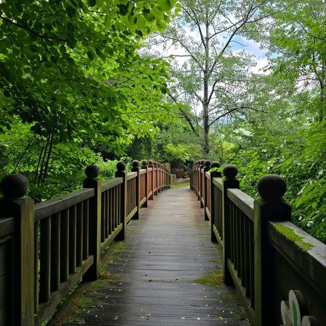 Forest Feels & Scenic Steals
