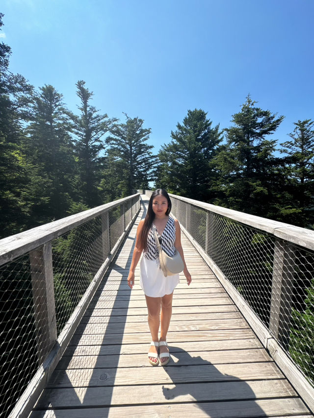 🌲Black Forest Tree Top Walk 🇩🇪