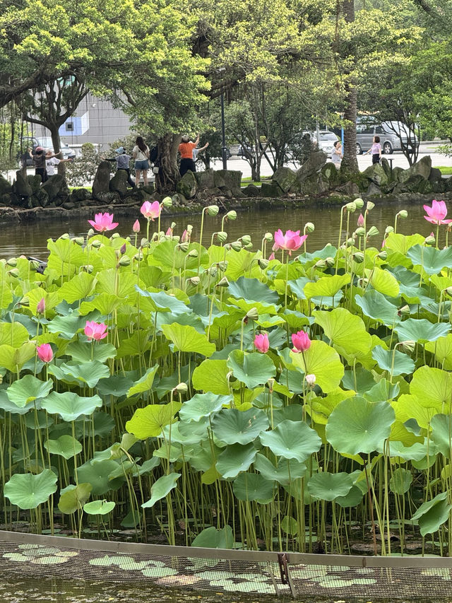 도심 속 고요한 쉼표, 중산공원