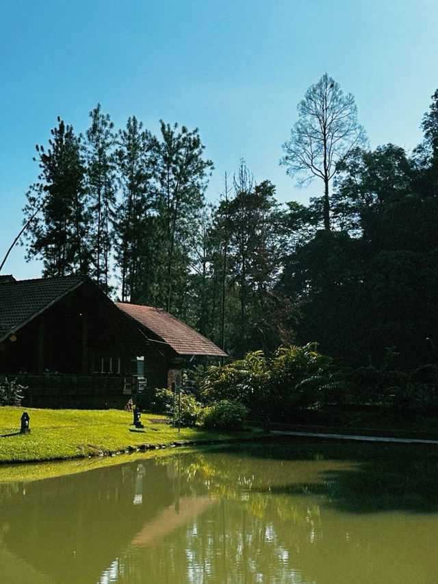 Pineyard Café – Rustic charm by the lake