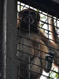 KL Wild Side: Leap Into Zoo Negara’s Jungle Adventure 