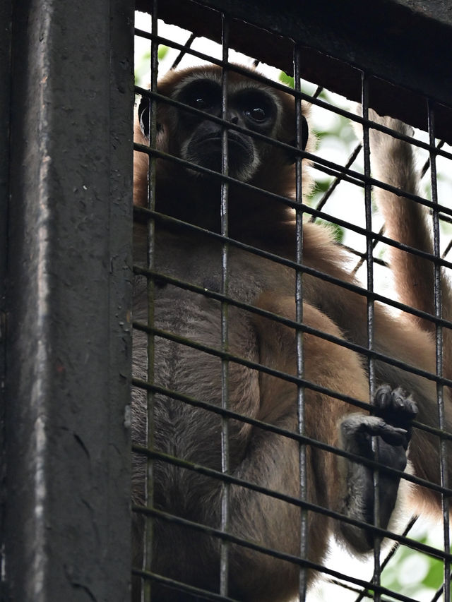 KL Wild Side: Leap Into Zoo Negara’s Jungle Adventure 