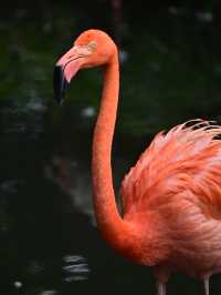 KL Wild Side: Leap Into Zoo Negara’s Jungle Adventure 