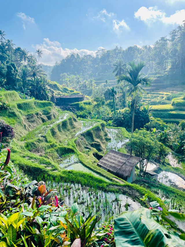 Green Stairways & Sunrise Stillness: Tegalalang’s Timeless Beauty