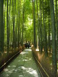 【鎌倉】報国寺の竹林