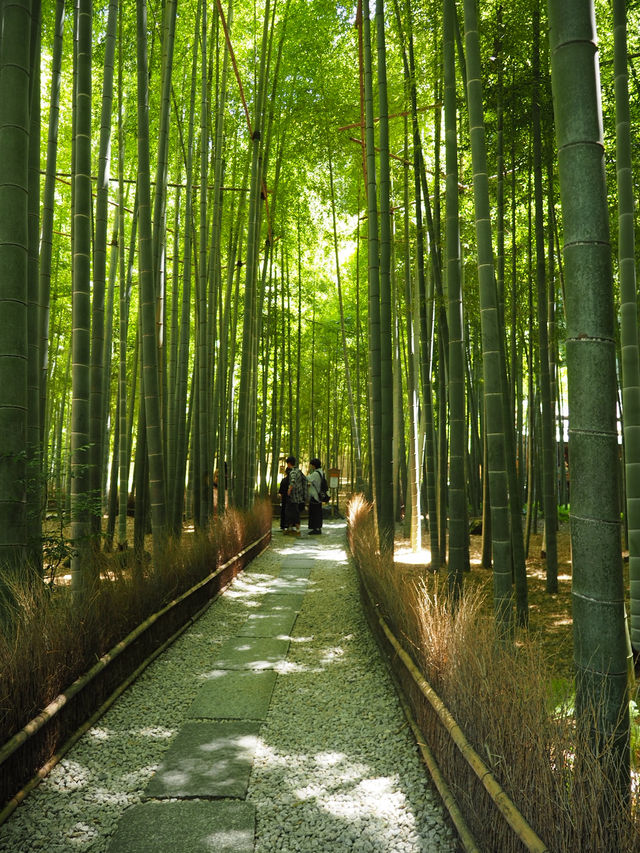 【鎌倉】報国寺の竹林