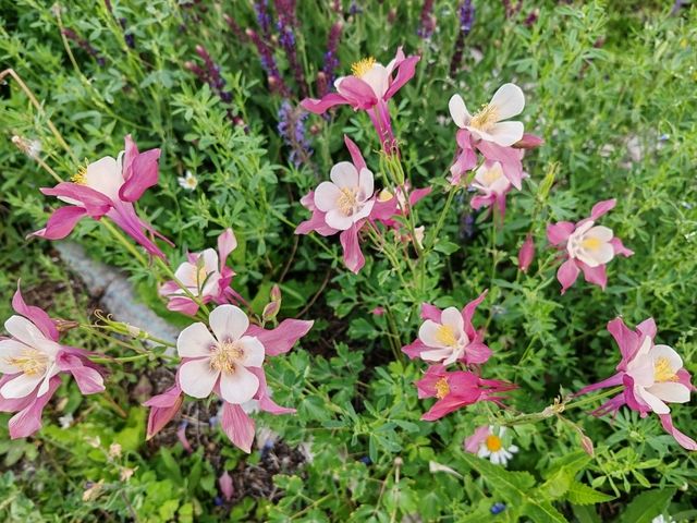 A Sea of Flowers, A Tranquil Heart