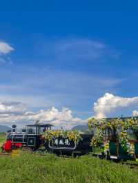 Must-Visit: Xizhou Ancient Town 🌾 Be the Guardian of the Wheat Fields!