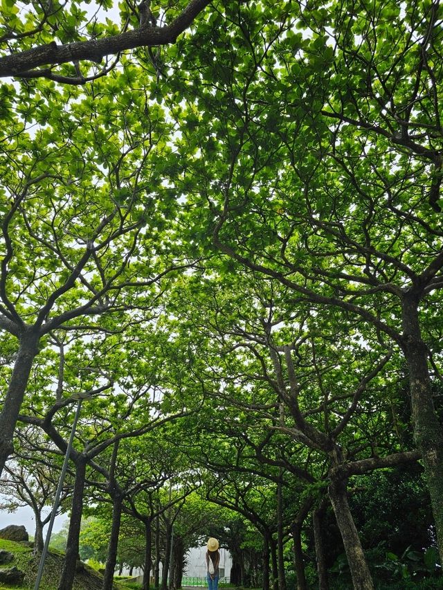 🌊海・植物・イルカ・文化がひとつに。沖縄の魅力を一日で感じる冒険へ。